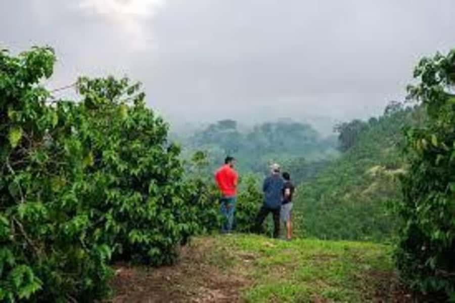 Nairobi: Fairview Coffee Estate Tour with Pickup - A warm cup before the farm walk