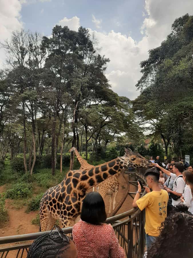 Nairobi: Game drive, elephant Orphanage & giraffe centre. - Feeding Giraffes at Giraffe Centre