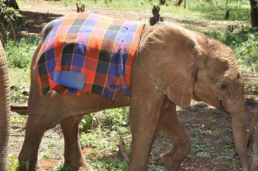 Nairobi:Giraffe Center, Baby Elephant and Beads factory Tour - What the $32 price really tells you