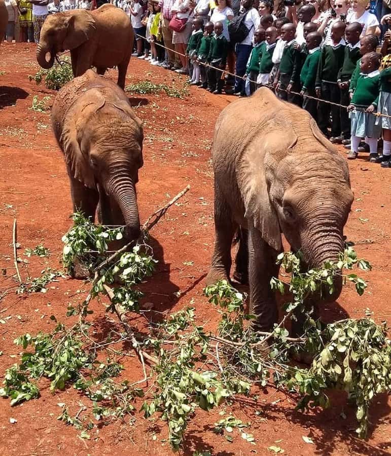 Nairobi:Giraffe Center, Baby Elephant and Beads factory Tour - Small details that can improve your day