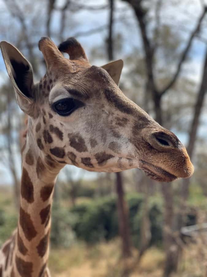 Nairobi:Giraffe Center, Baby Elephant and Beads factory Tour - Should you book this Nairobi wildlife and craft tour?