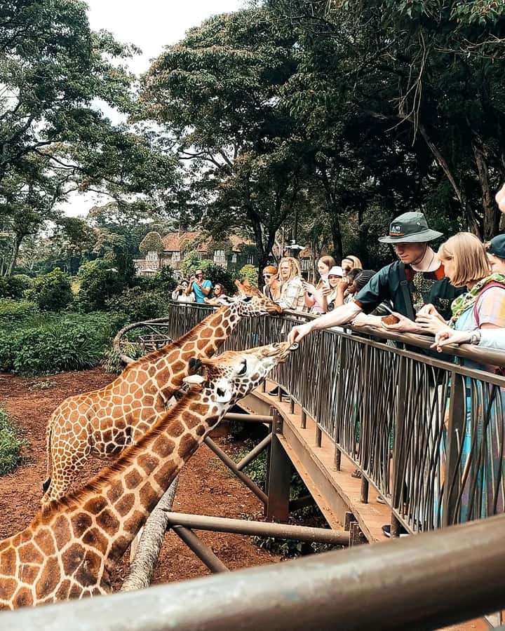 Nairobi: Giraffe Center, Elephant Orphanage, and Beads Tour - What this Nairobi wildlife tour is really trying to do