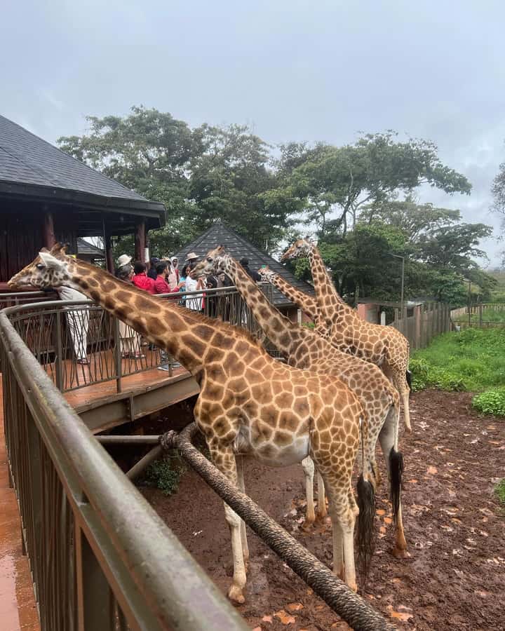 Nairobi: Giraffe Center, Elephant Orphanage, and Beads Tour - Learning about rescued elephants at David Sheldrick