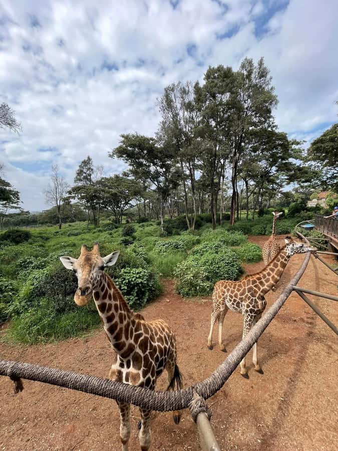 Nairobi: Giraffe Center, Elephant Orphanage, and Beads Tour - Timing, comfort, and practical preparation