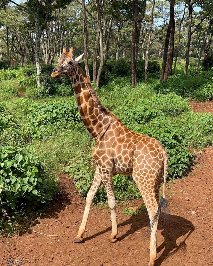 Nairobi: Giraffe Center, Elephant Orphanage, and Beads Tour - Who will enjoy this five-hour outing