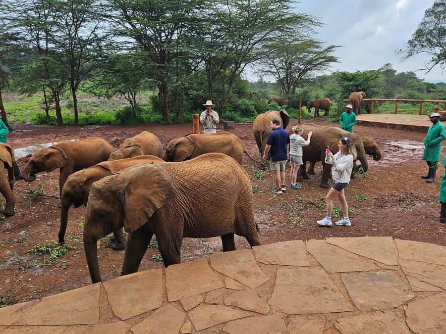 Nairobi: Giraffe Center, Elephant Orphanage, and Beads Tour - Getting around Nairobi in a comfortable van
