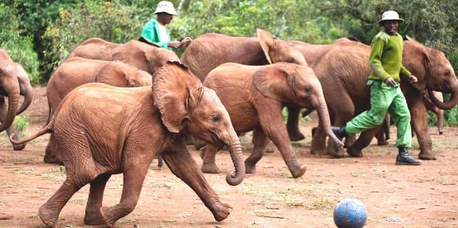 Nairobi: Giraffe Center, Elephant Orphanage and Bomas Tour - Key points to know before you book