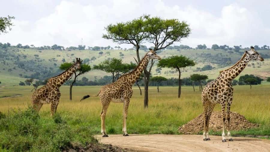 Nairobi:Group Hell's Gate National Park & Lake Naivasha Tour - Why this Nairobi day trip works