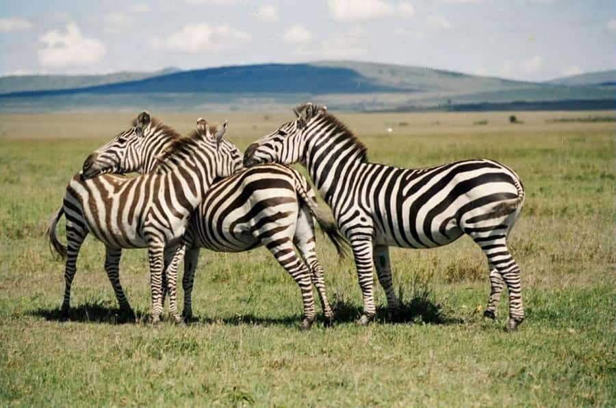 Nairobi:Group Hell's Gate National Park & Lake Naivasha Tour - Who should book this experience