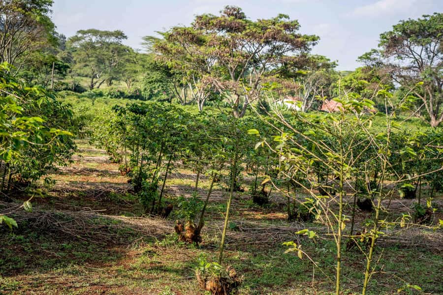 Nairobi: Guided Coffee Farm Tour with Tastings - Key points to know before booking