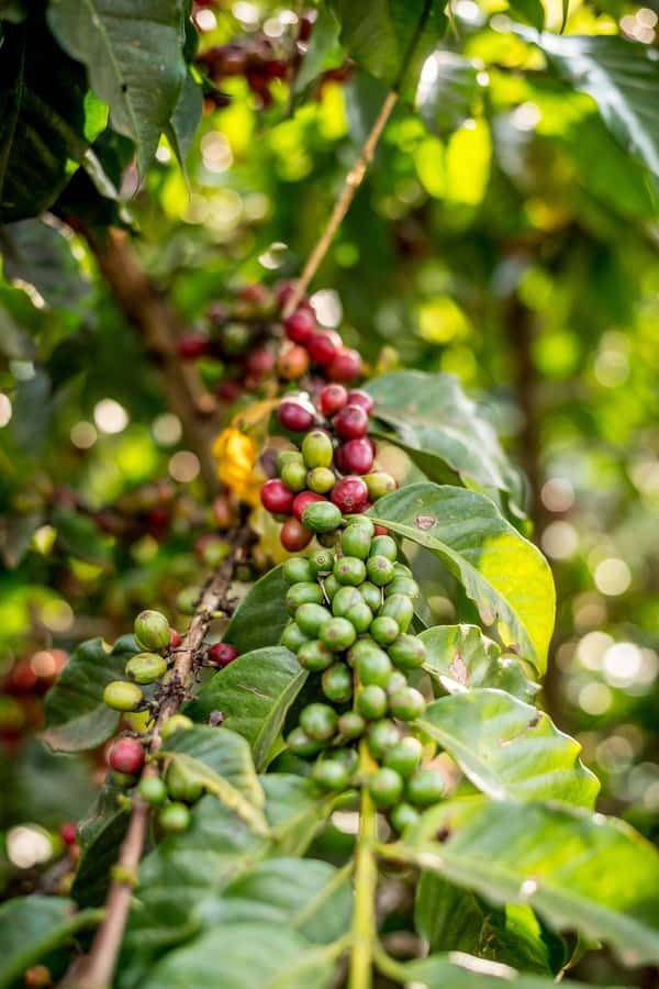 Nairobi: Guided Coffee Farm Tour with Tastings - The drive from Nairobi is part of the tour