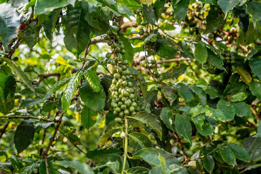 Nairobi: Guided Coffee Farm Tour with Tastings - How much value do you get for $27?
