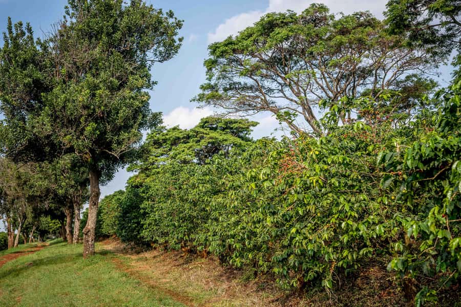 Nairobi: Guided Coffee Farm Tour with Tastings - Timing, group size, and practical comfort