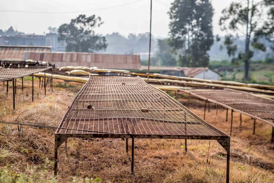 Nairobi: Guided Coffee Farm Tour with Tastings - Is the coffee farm tour worth booking?