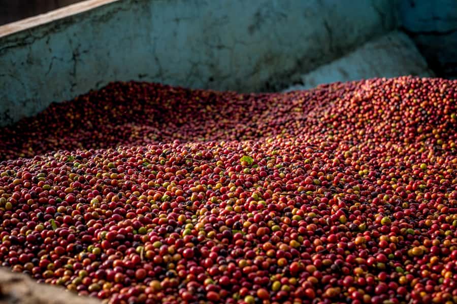 Nairobi: Guided Coffee Farm Tour with Tastings - Walking among coffee plants