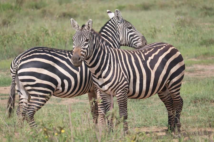 Nairobi: Half-Day Game Drive at Nairobi National Park - Key points to know before booking