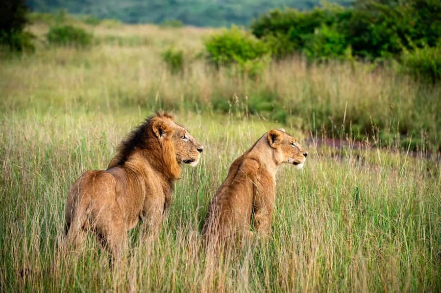 Nairobi: Half-Day Game Drive at Nairobi National Park - Why this Nairobi safari works so well
