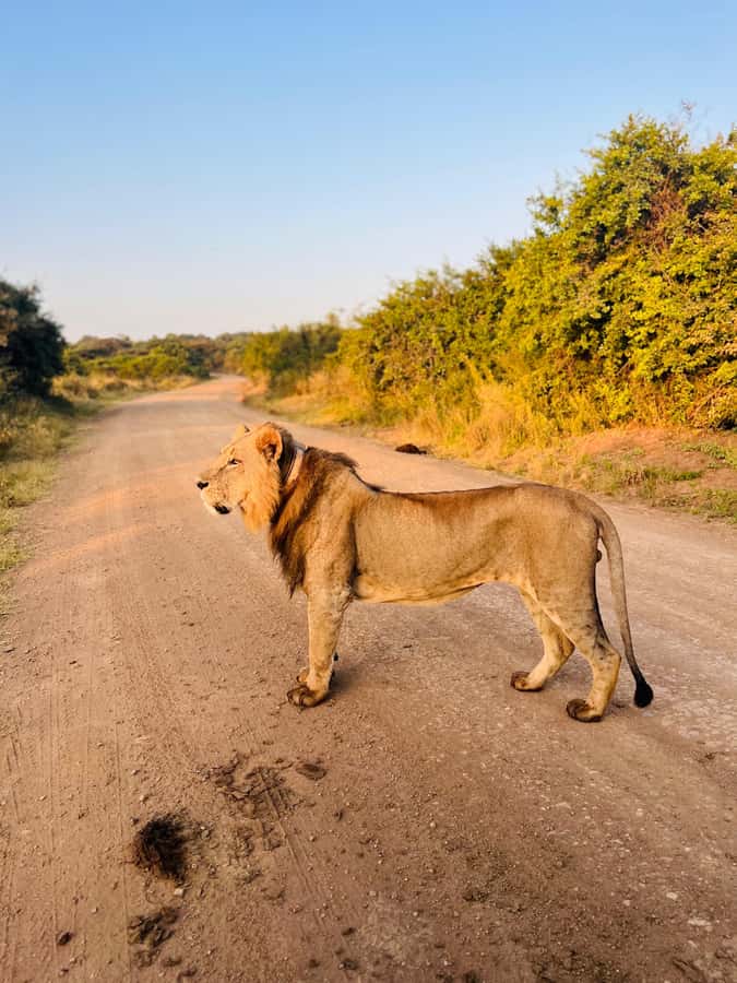 Nairobi: Half-Day Game Drive at Nairobi National Park - Entering Nairobi National Park
