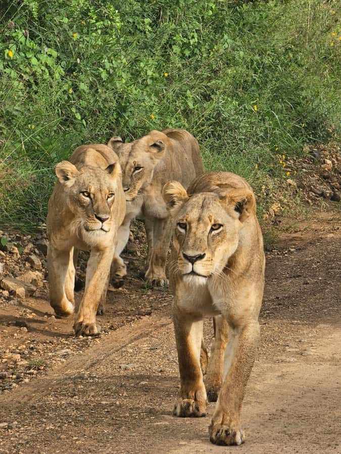 Nairobi: Half-Day Game Drive at Nairobi National Park - The guide can make or break the morning