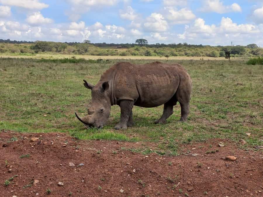 Nairobi: Half-Day Game Drive at Nairobi National Park - The added Kazuri Beads Factory stop