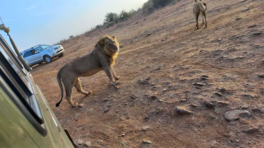 Nairobi: Half-Day Game Drive at Nairobi National Park - Is $60 a good price?