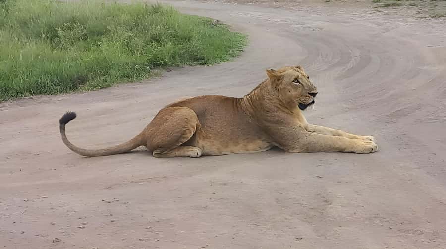 Nairobi: Half-Day Game Drive at Nairobi National Park - Who should book this experience?