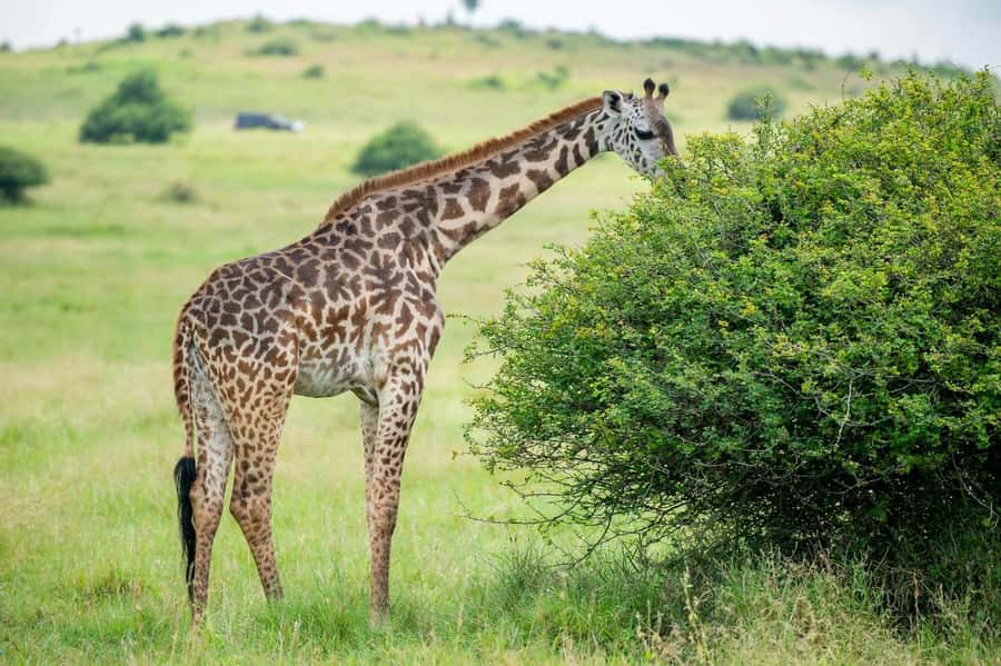 Nairobi: Half-Day Game Drive at Nairobi National Park - The 30-minute ride and hotel pickup