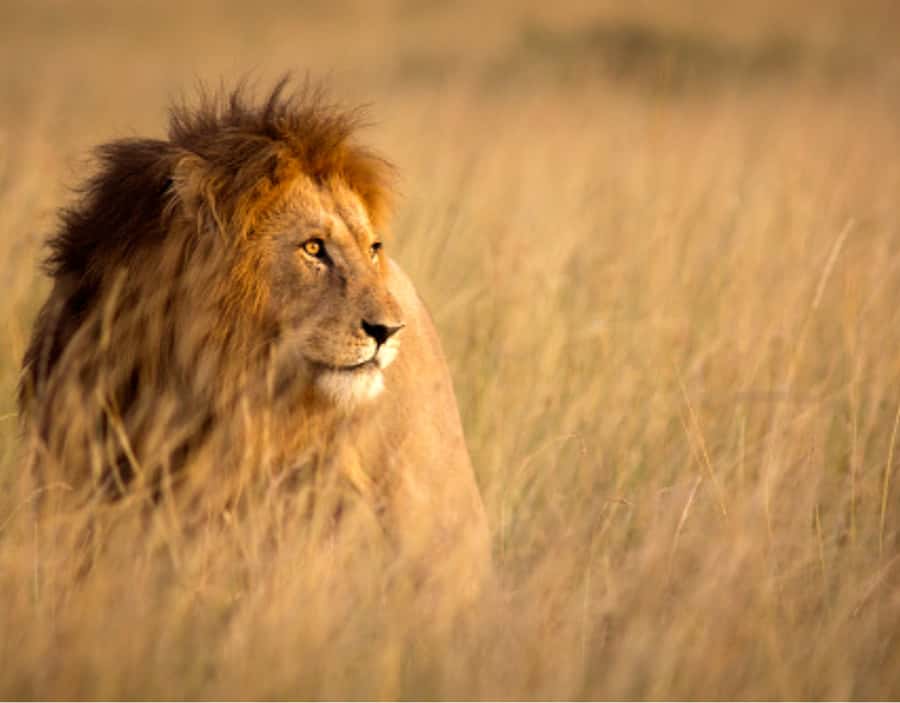 Nairobi: Half-Day Nairobi National Park Private Safari - Why Nairobi National Park works so well for a short safari