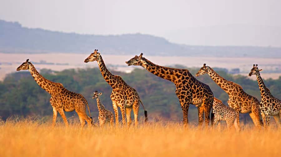 Nairobi: Half-Day Nairobi National Park Private Safari - Bird watching adds another layer to the drive