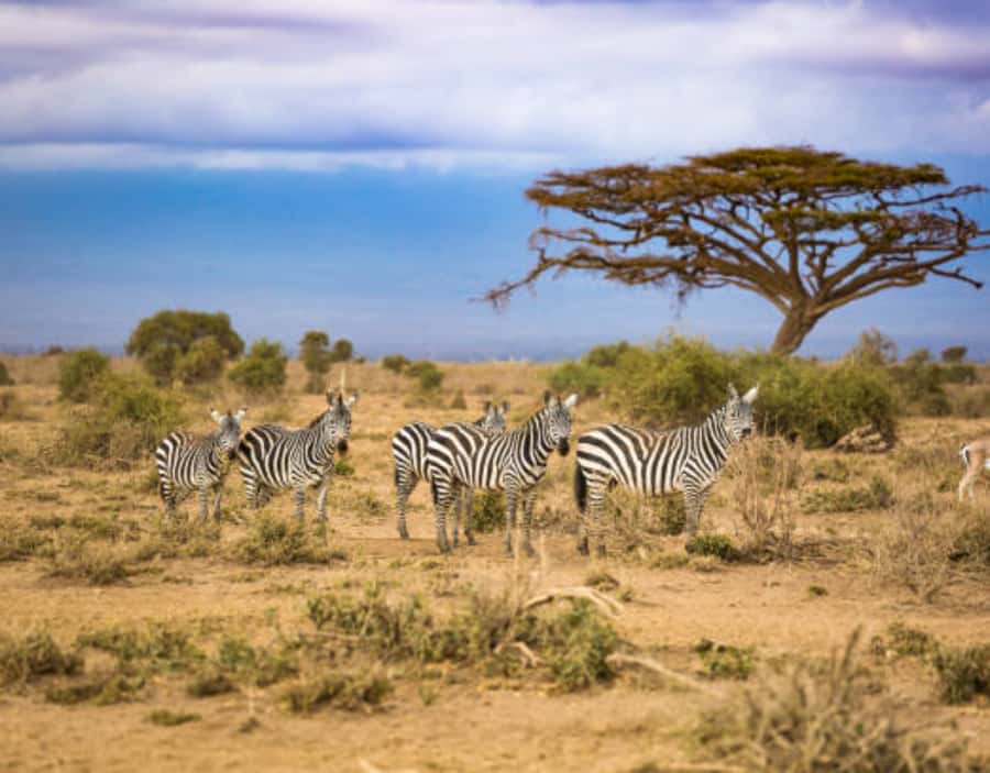 Nairobi: Half-Day Nairobi National Park Private Safari - Ivory Burning Site and Hippo Pool
