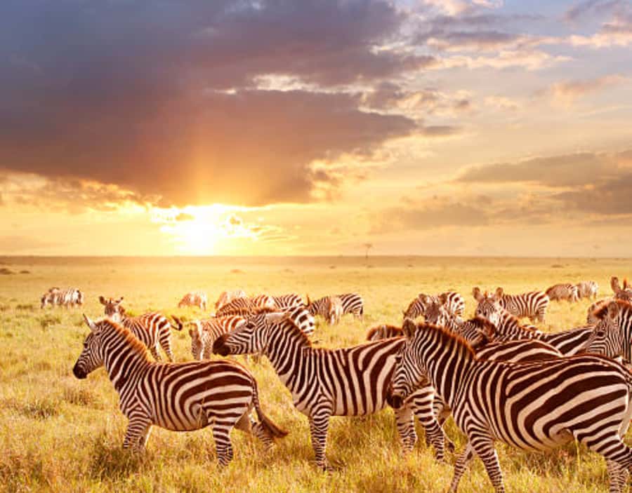 Nairobi: Half-Day Nairobi National Park Private Safari - The Nairobi skyline changes the usual safari view