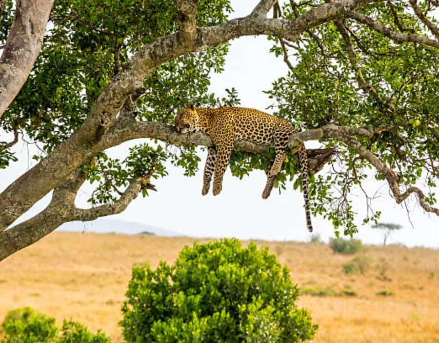 Nairobi: Half-Day Nairobi National Park Private Safari - What the strongest praise tells you
