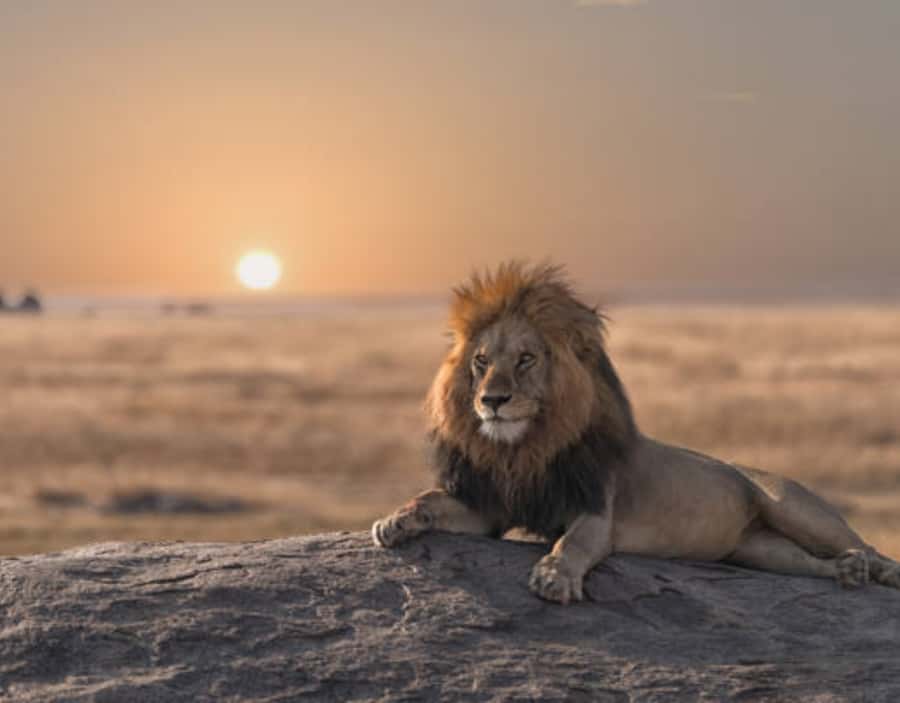 Nairobi: Half-Day Nairobi National Park Private Safari - Who should book this Nairobi safari