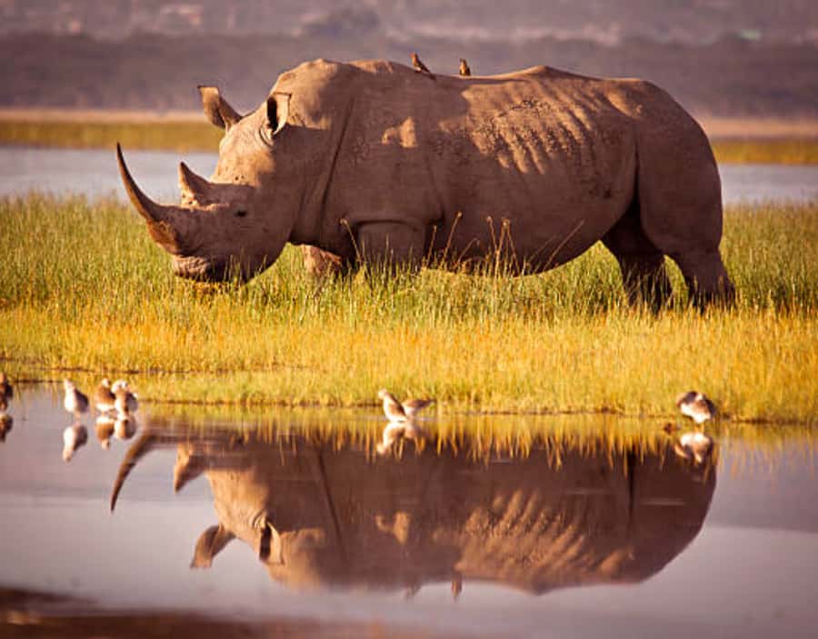 Nairobi: Half-Day Nairobi National Park Private Safari - Four to five hours among lions, rhinos, and giraffes