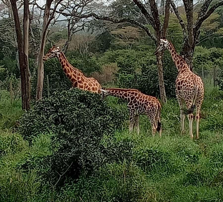 Nairobi: Hell's Gate National Park and Lake Naivasha Tour - Key points to know before booking