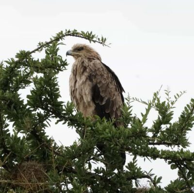 Hell’s Gate National Park and Lake Naivasha Tour