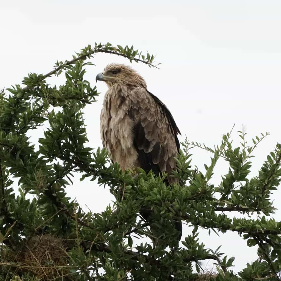 Nairobi: Hell's Gate National Park and Lake Naivasha Tour - Cycling through Hell’s Gate National Park