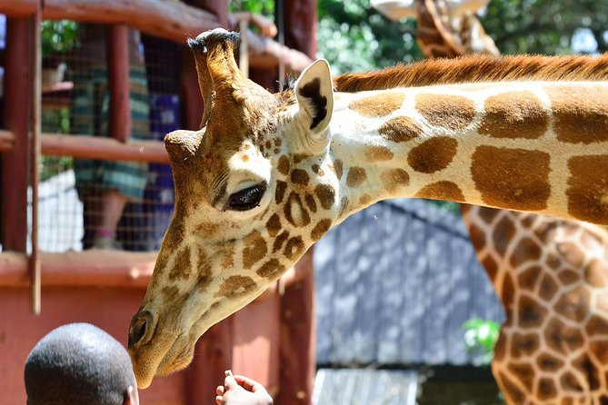 Nairobi Highlights: Karen Blixen, Beads Factory & Giraffe Center Day Tour - Meeting giraffes at the Giraffe Centre