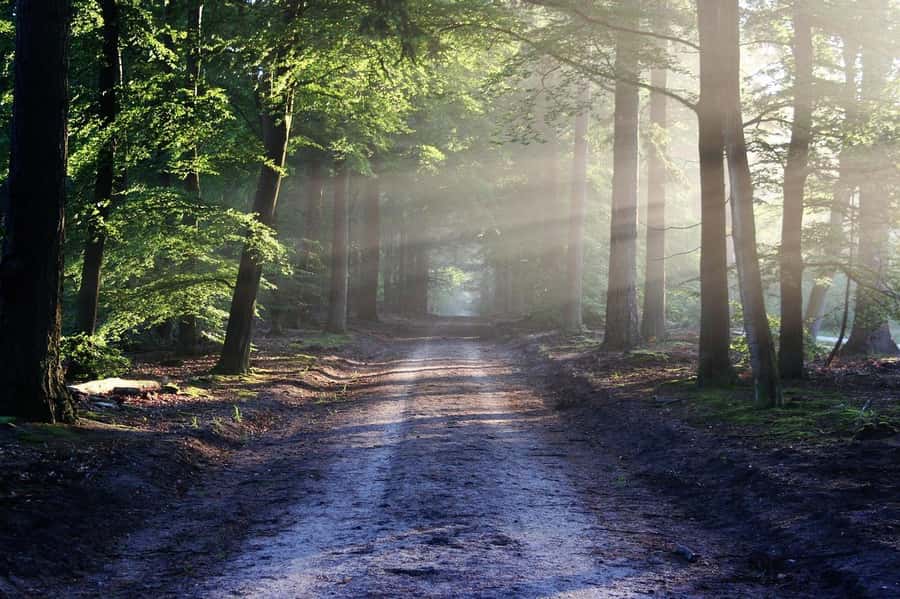 Nairobi: Karura Forest Guided Walking Tour - Key details that shape the experience