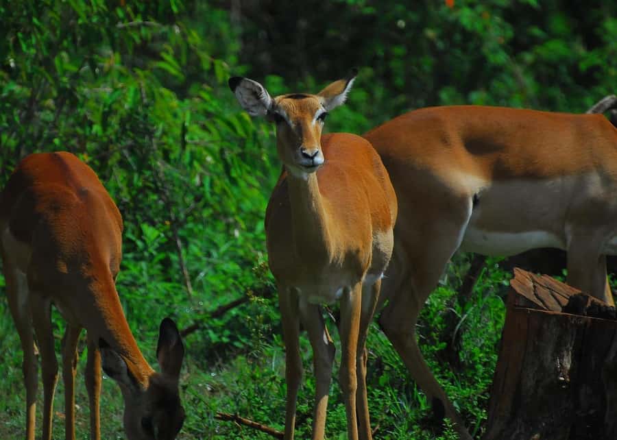 Nairobi: Karura Forest Guided Walking Tour - Why Karura works so well for a Nairobi morning