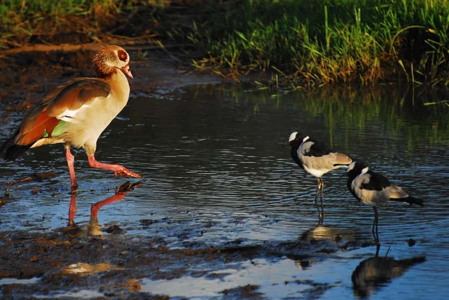 Nairobi: Karura Forest Guided Walking Tour - Weather, clothing, and practical comfort