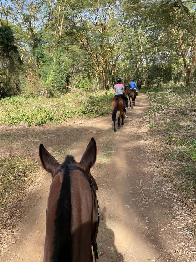 Nairobi: Karura Forest Horseback Riding Tour - Key points to know before you ride
