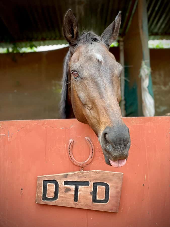 Nairobi: Karura Forest Horseback Riding Tour - Meeting your horse and guide before the trail