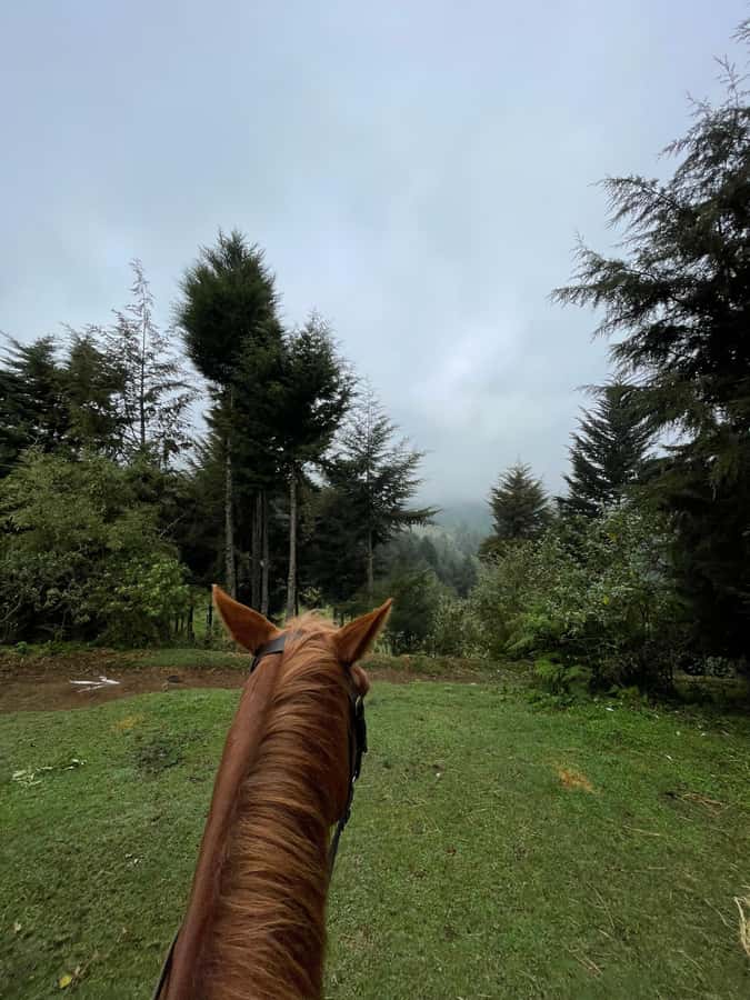 Nairobi: Karura Forest Horseback Riding Tour - The 90-minute route through rivers, ponds, and forest turns
