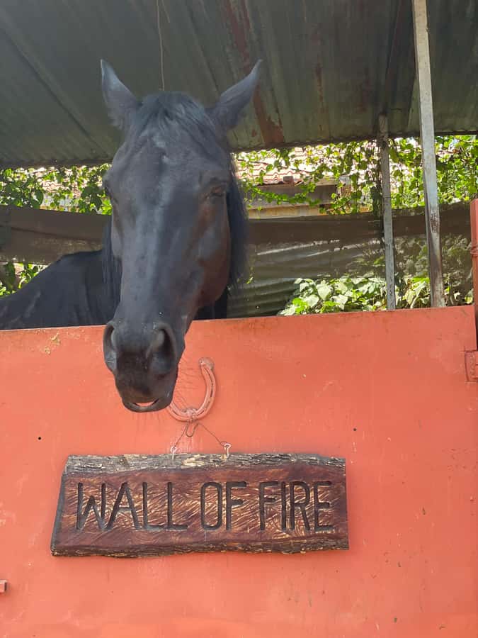 Nairobi: Karura Forest Horseback Riding Tour - How the ride feels for beginners and experienced riders