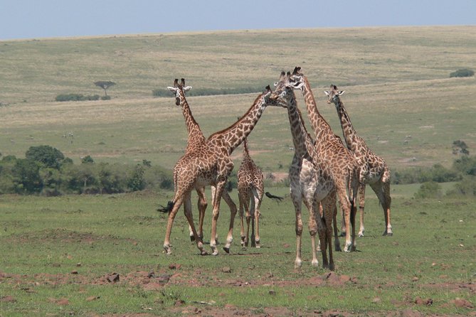Nairobi layover - What the park visit includes