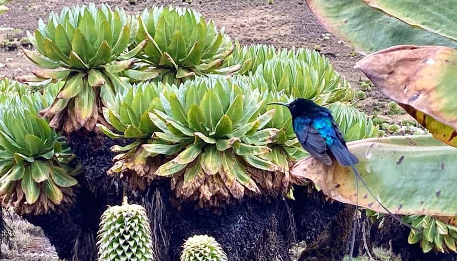 Nairobi: Mount Kenya Day Hike with Lunch - Leaving Nairobi at 6:00am