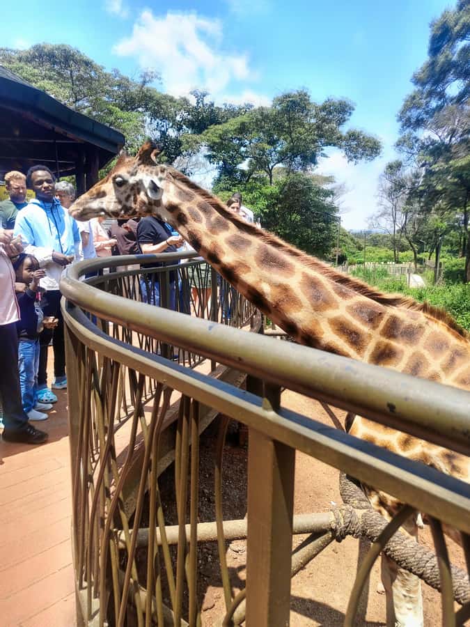 Nairobi: Museum, KICC, Giraffe Centre & Bomas of Kenya Tour - What the $69 price really covers