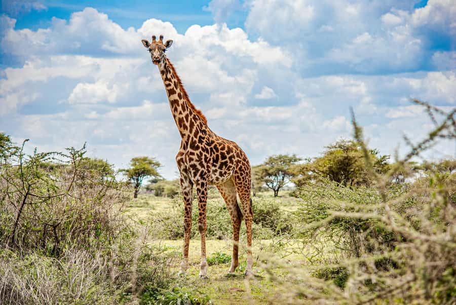 Nairobi : Nairobi National Park: 5- hours Guided Game Drive - Nairobi’s city skyline meets open wildlife country