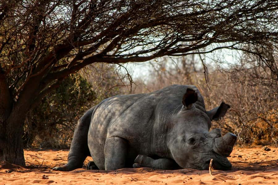 Nairobi : Nairobi National Park: 5- hours Guided Game Drive - Hotel pickup and the short ride to the gate